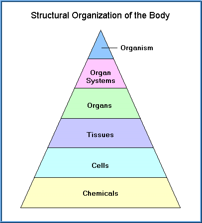 body organ systems organization levels diagram organs within shows toxicology human smallest largest highest cells organism structural below definitions simplified