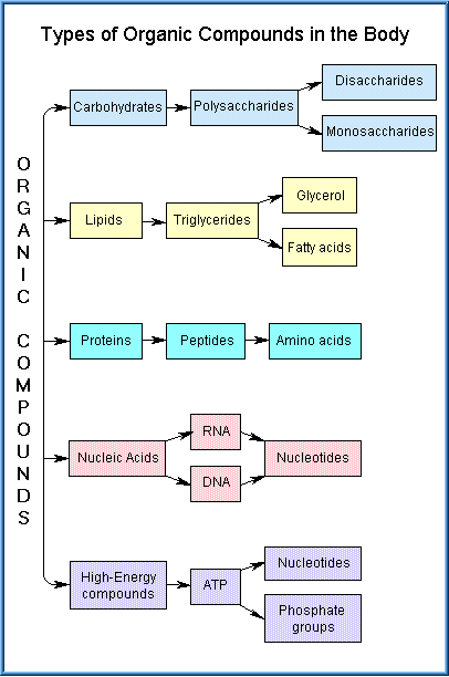 Carbohydrates Lipids Proteins Nucleic Acids Chart