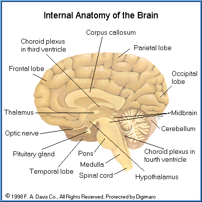 FREE Toxicology Course on Neurotoxicity, Anatomy and Physiology of the