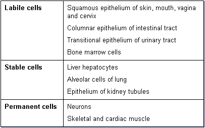 Labile Cells And Cancer